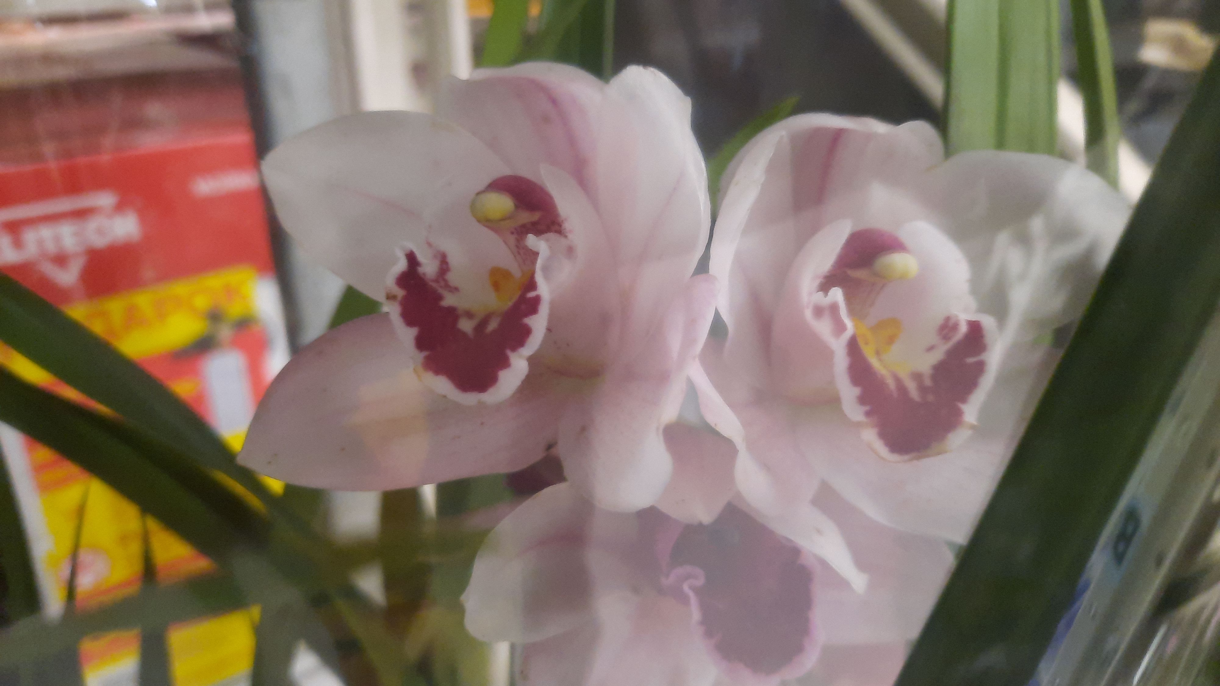 ЗАВОЗ ОРХИДЕЙ.ЦВЕТОЧНЫЙ РЫНОК//12.03.24// смотреть онлайн