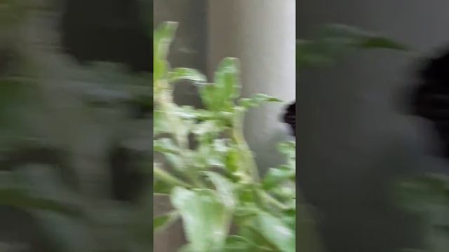 Вот видимо Петуния Чёрный бархат смотреть онлайн