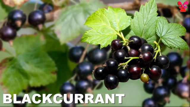 Learn All Fruits Name in English | Fruits Name for Children | Preschool | List of Fruits for Kids смотреть онлайн