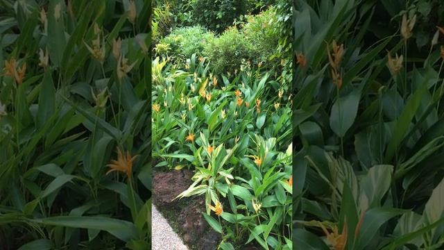 2019 Сингапур орхидеи колибри смотреть онлайн