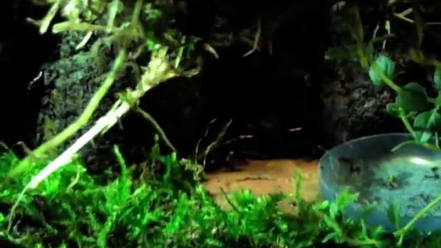 Мои питомцы-листолазы полосатые смотреть онлайн