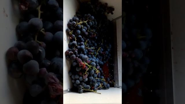 Дробилка (Измельчитель) винограда. В работе. смотреть онлайн