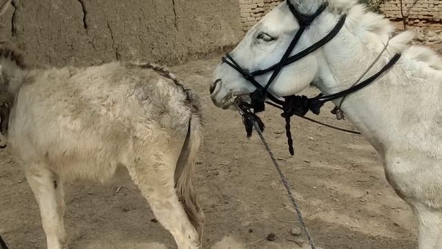 Village New Beautiful white animals 25 March 2023 смотреть онлайн