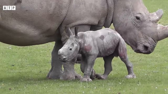 Interesting!!! Close-up Rhinos Doing It | ATP Earth смотреть онлайн