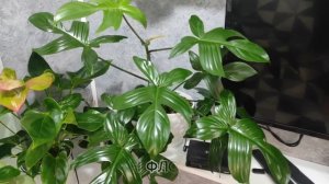 МОЯ КОЛЛЕКЦИЯ КОМНАТНЫХ РАСТЕНИЙ. / 64 растения в маленькой комнате. ЧАСТЬ 1