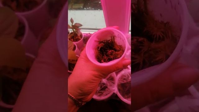 Азимина проращивание с косточек. #дачи #садиогород #воронеж смотреть онлайн