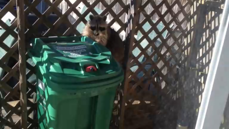 Енот украл мусорный бак. Целиком смотреть онлайн