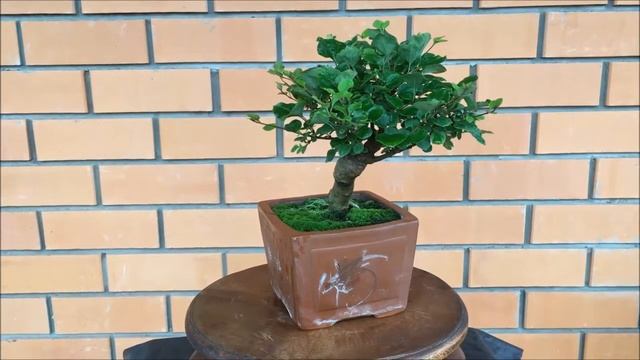 Бонсай сирень Мейера Bonsai Syringa meyeri весна 2019 год смотреть онлайн