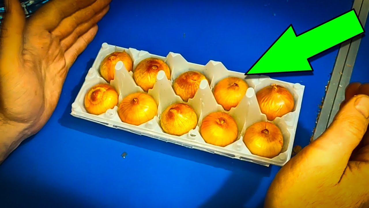 Как сделать мини-ферму по выращиваю лука. Домашняя грядка смотреть онлайн