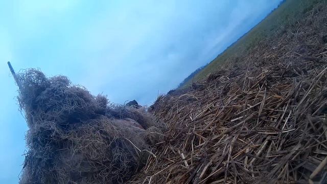 26-03-2017 Охота на Гуся в Беларуси. Погоня за гусем -1 смотреть онлайн