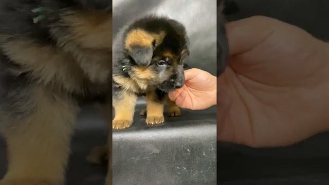 Чепрачный мальчик с зеленой ниткой! Немецкая овчарка. Жуолль. German Shepherd смотреть онлайн