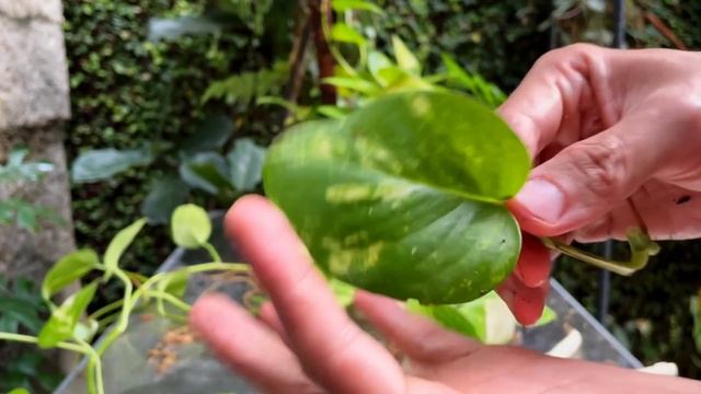 Epipremnum Aureum Golden Pothos Care And Propagation