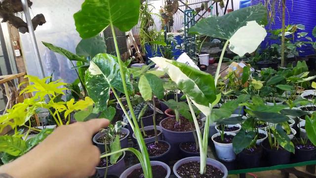 3 chậu ráy var trắng to, cao chỉ 500k - 700k - 700k. chỉ còn 3c duy nhất смотреть онлайн