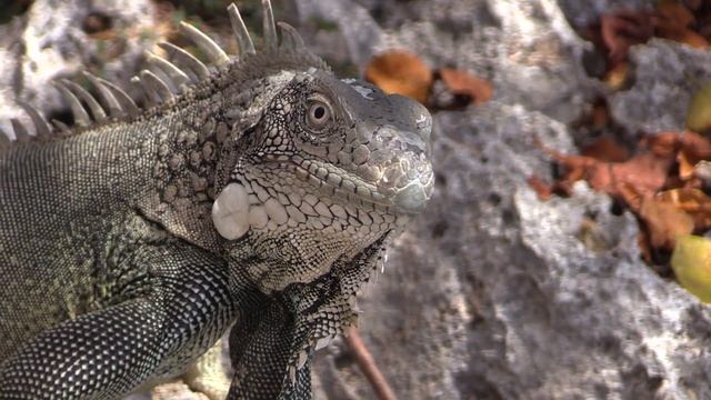 Kralendijk , Bonaire 2017 смотреть онлайн
