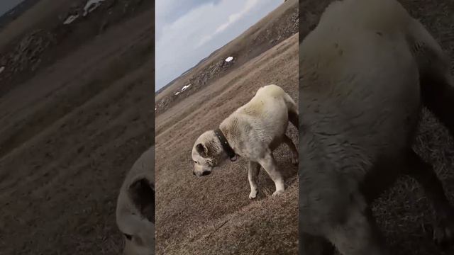 ХАН 1 года и 6 месяцев 🐻 #gampr #армянскийгампр #гампр #doglover #armeniangampr смотреть онлайн
