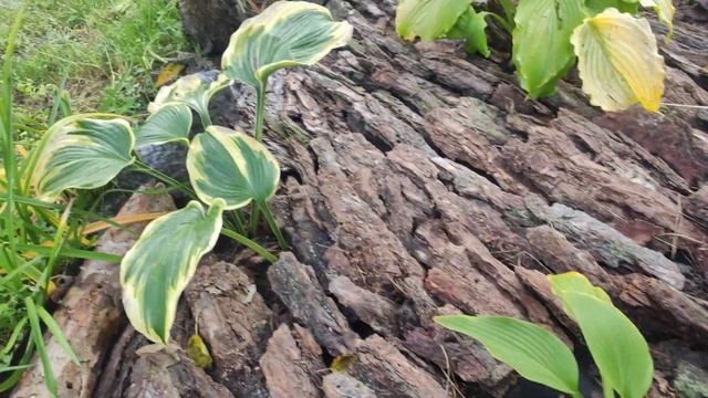 Дачная "болталка"...обзор моих хостоклумб -первая...готовых к зиме...#хоста#сорт#клумбы#обзорсорт# смотреть онлайн