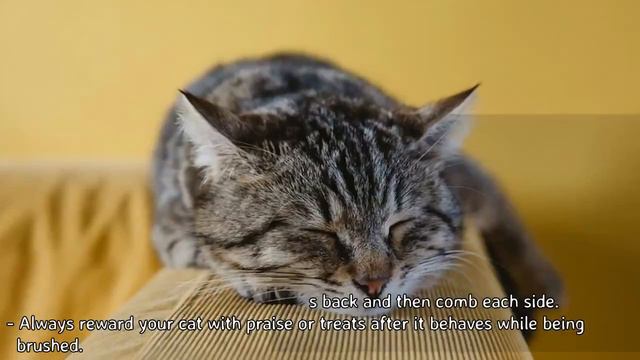 How to Care for a Munchkin Cat - Grooming a Munchkin Cat смотреть онлайн