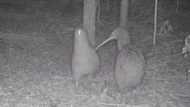 Kiwi Bird Paso Doble смотреть онлайн