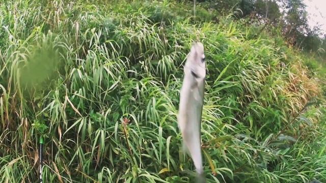 Ловля верхоплавки.Соть смотреть онлайн