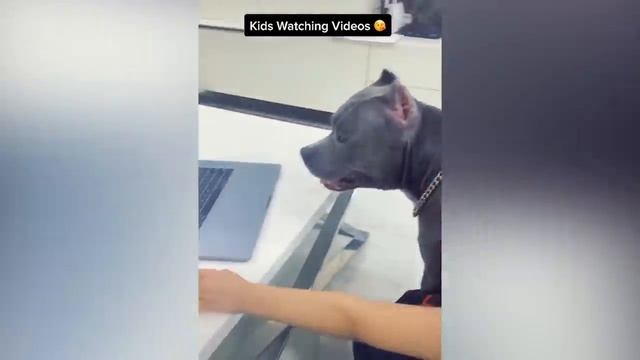 Почему Питбуль НЕ кусает людей // Порода Американский Питбультерьер и Стаффордширский Терьер смотреть онлайн