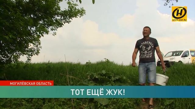Нашествие майских жуков в Могилёве: норма или аномалия? смотреть онлайн