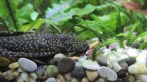 Кормление рыбок.Сомик анциструс кушает донный корм.