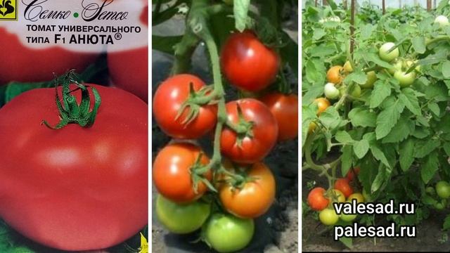 2 ЛУЧШИХ НИЗКОРОСЛЫХ СОРТА ТОМАТОВ ДЛЯ ОТКРЫТОГО ГРУНТА, которые завалят урожаем! смотреть онлайн