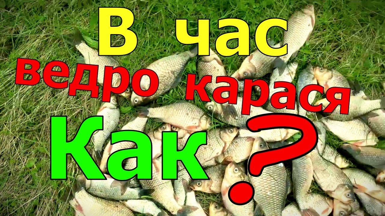 В час ведро карася. И секретным ингредиентом комбикорма. Карась ведро в час как ловить на удочку. смотреть онлайн