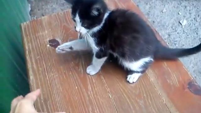 Игривый котёнок,очень милый смотреть онлайн