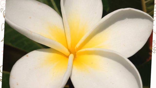 Flower Therapy ~ Frangipani ~ Connect with your angels смотреть онлайн