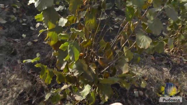 Саженцы отводки фундука Трапезунд осень 2019 г ! Hazelnut seedlings Trebizond fall 2019 смотреть онлайн