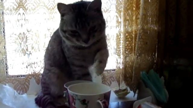 Кот ест лапой.В тихую. смотреть онлайн