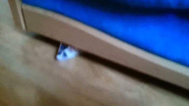 Хорек смотреть онлайн