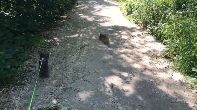 DogVlog: НАЧАЛА СТРИЧЬ ШАРЛОТТКУ | НЕСКОЛЬКО ДНЕЙ С НАМИ смотреть онлайн
