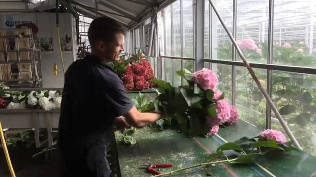 Ihe greenhouse of a cut hydrangea grower! смотреть онлайн