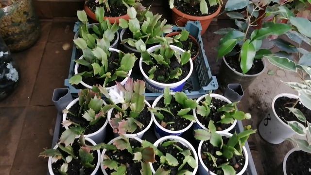 Шлюмбергера, декабрист: уход, ответы на вопросы (ссылка на прошло видео в описании) смотреть онлайн