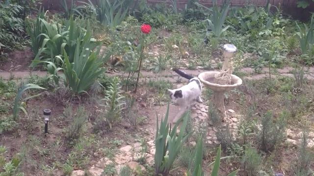 Кот и роза! Песня без слов! смотреть онлайн