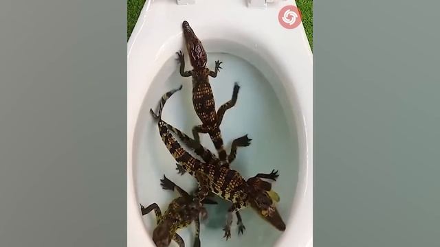 Animals Grow Up - I'm a Big Kid Now Baby Cute Animals Grow Up смотреть онлайн