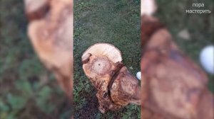 Медведь из дерева (карвинг)