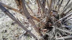 Весенняя обрезка пузыреплодника. Омолаживающая, санитарная, формирующая.