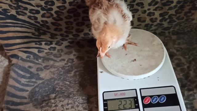 Нам подарили маленьких козлят. Моя рассада. Пропал один поросёнок. смотреть онлайн