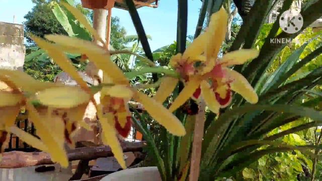 The Beauty Of Cymbidium Orchids/ Facts And Care Tips смотреть онлайн