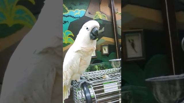 Говорящий попугай смотреть онлайн