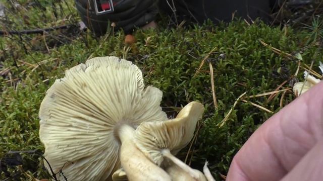 Двойник зеленушки! Рядовка еловая - ядовитый гриб. Tricholoma aestuans. смотреть онлайн