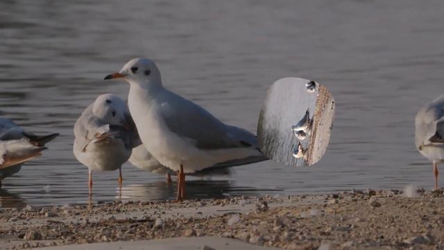 №4714 23 02 2024 Перелетные птицы в феврале смотреть онлайн