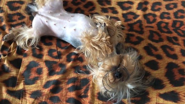 🐶«ЙОРКШИРСКИЙ ТЕРЬЕР АЙСИ—НАША КРАСОТКА »🐶/Айси просто умиляет/Собака в доме/Смешные Собаки. смотреть онлайн