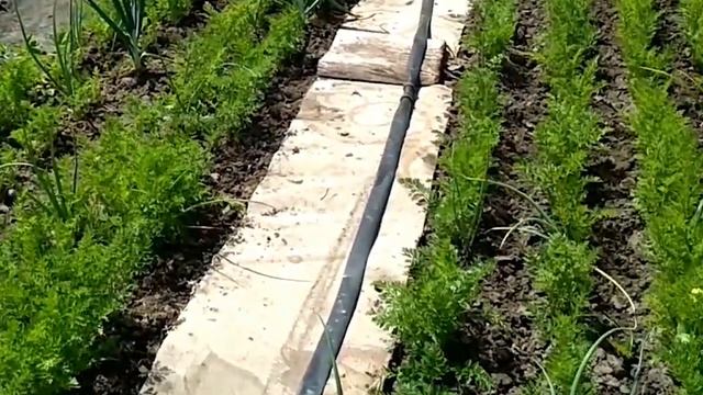 Морковь и лук.Секреты совместной посадки. смотреть онлайн