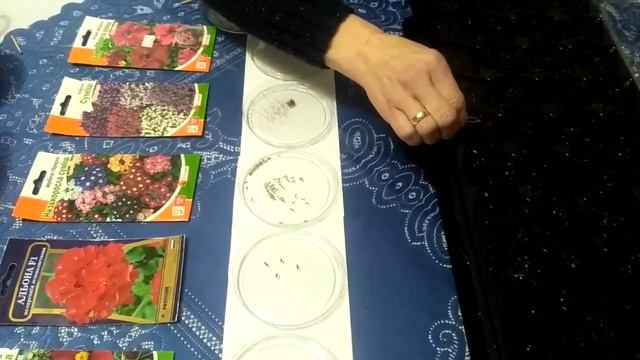 Семена цветов в открытый грунт смотреть онлайн