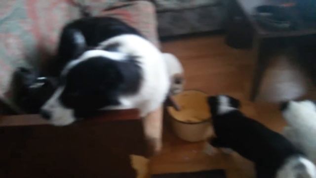 Алабаи. САО. Собаки дома. Отношение между собой. Учат щенков... смотреть онлайн