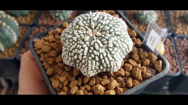 Astrophytum Asterias Super kabuto Star Shape #AstrophytumAsteriasRensei смотреть онлайн